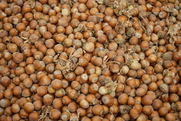 Freshly just picked hazelnuts