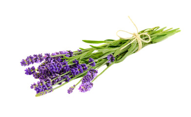 Bunch of lavender flowers on a white background