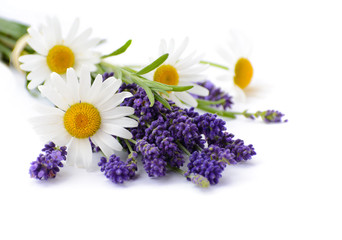 Chamomiles and lavender flowers on white background