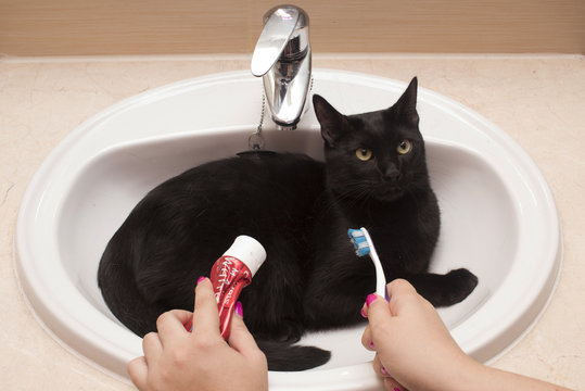 gato en el lavabo