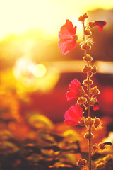 autumn red vintage flowers an natural sunny background