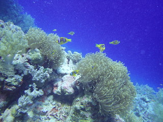 Fototapeta na wymiar plongée en mer rouge