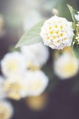 vintage picture of white little flowers an morning soft light in garden flowerbed. Autumn outdoor nature macro photo