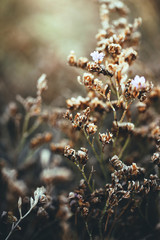 little pink flower on dry grass background in autumn flowerbed at evening sunshine. Outdoor vintage nature photo