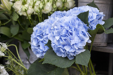 A bouquet of blue hydrangeas for different occasions