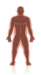 Fototapeta premium Weight loss - before after image of normal weight and overweight in comparison of a mans body with and without fat deposits - isolated vector illustration.