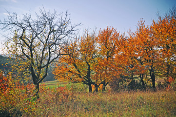 Fototapeta premium Beautiful countryside landscape. Colorful autumn landscape. Nature background.
