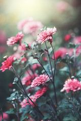 vintage outdoor photo of beautiful pink garden flowers in flowerbed in evening sunset natural background. Autumn outdoor