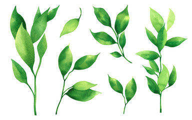 Watercolor painting green leave isolated on white background. Watercolor hand painted illustration tropical exotic leaf for wallpaper vintage Hawaii style pattern.Hi resolution image.