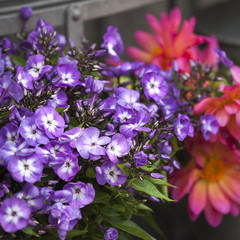 Obraz premium Bouquet of blue phlox and orange dahlias for wedding celebrations