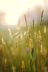 Obraz premium autumn vintage natural background in field at sunset