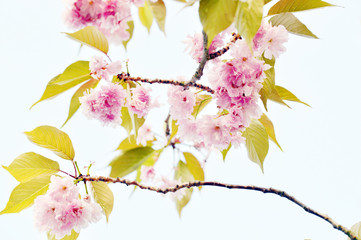 Fototapeta premium cherry blossoms, pink