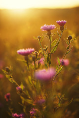 many pink meadow wild flowers in summer sunny field in evening sunset. Natural flower background