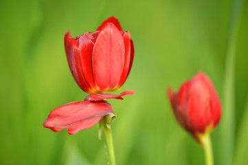 two red tulips and green