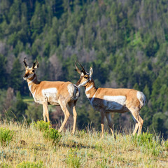 North American Pronghorn antelope in nature. Yellowstone National Park