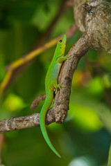 Gecko