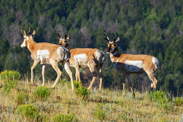 North American Pronghorn antelope in nature. Yellowstone National Park