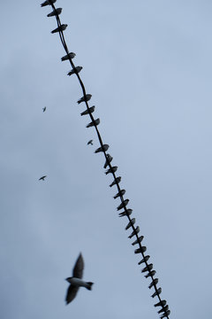 Birds in flight.