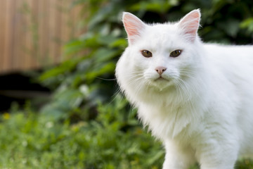 White cat albino