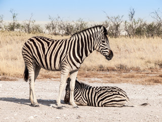 Fototapeta na wymiar Two zebras in the savanna, Etosha National Park, Namibia, Africa