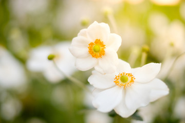 spring flowers in meadow , white flowers