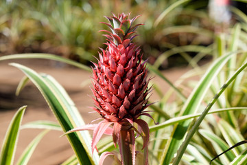 Red small tropical pineapple growing at a farm