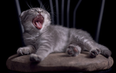 Fototapeta na wymiar Yawning laughing kitten scottish fold