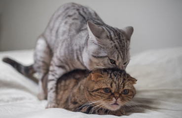 Cats sex scene