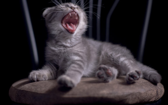 Yawning laughing kitten scottish fold