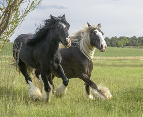 Fototapeta na wymiar Two Gypsy Vanner Horse mares run toward us in green pasture
