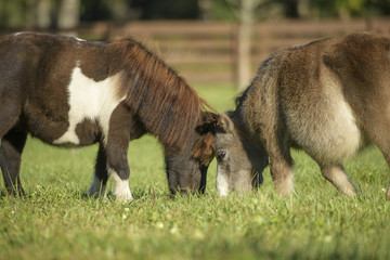 Fototapeta premium miniature horses graze head to head