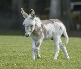 Obraz premium Spotted Miniature donkey foal on lush grass lawn