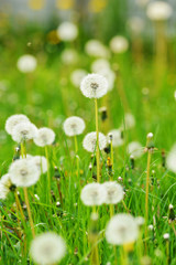 white Dandelions on a meadow, vertical