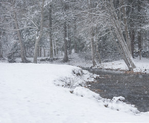 Snow covered tree limbs and empty horse paddock by stream