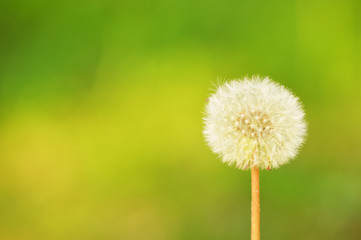 Dandelion isolated background, horizontal