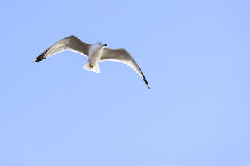 Ring-billed Gull overhead