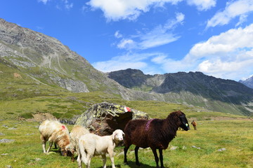 Fototapeta premium Schafe im Riffltal Kaunergrat/Ötztaler Alpen
