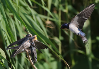 Adult barn swallow feeding chicks from air.