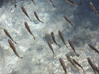 Forellen stehen in der Strömung