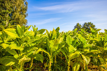 Tobacco field