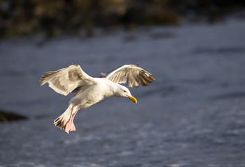 Seagull in flight, summer, California