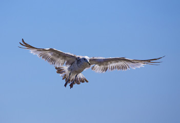 Seagull in flight, summer, California