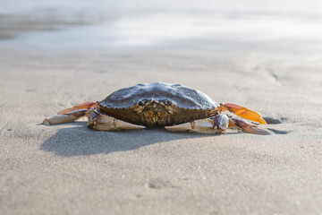 Crab Washed Up on Sandy Shore