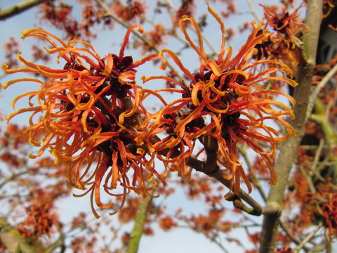 Zaubernuss - Hamamelis