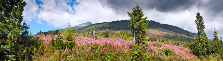 Fototapeta premium Summertime landscape banner, panorama with Chamaenerion angustifolium (known as fireweed) against the background of mountains High Tatras in the Slovakia