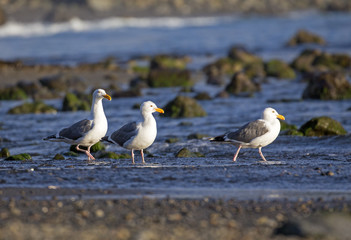 Seagull birds, summer in California