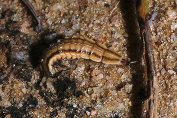 Obraz na płótnie Canvas Larva-de-vagalume (Elateroidea) | Firefly larva fotografado em Guarapari, Espírito Santo - Sudeste do Brasil. Bioma Mata Atlântica. 
