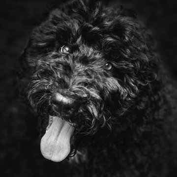 Shepadoodle Puppy