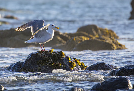 Seagull birds, summer in California