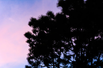 Silueta de árbol con cielo lindo